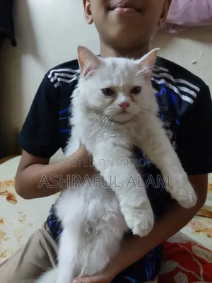 1-3 Months Male Purebred Persian Cat