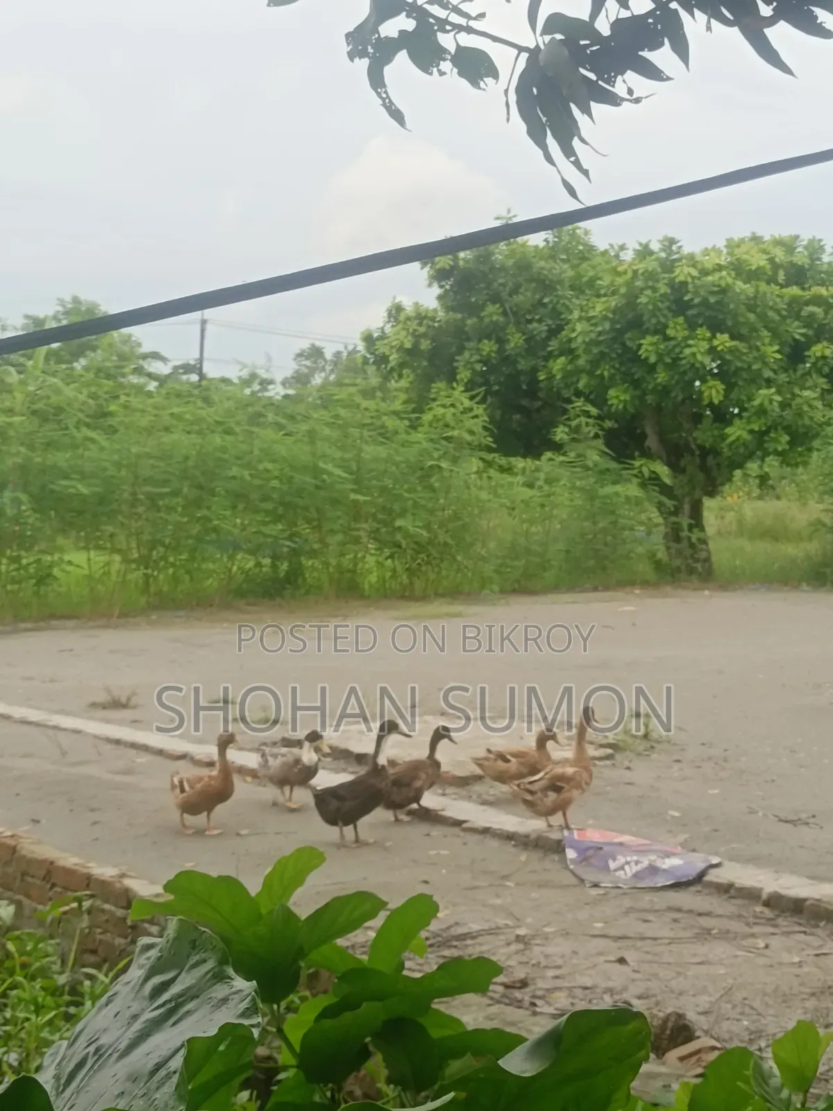 Deshi Duck (Deshi Peci Duck)