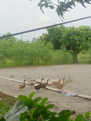 দেশি হাঁস(দেশি পেচি হাস)