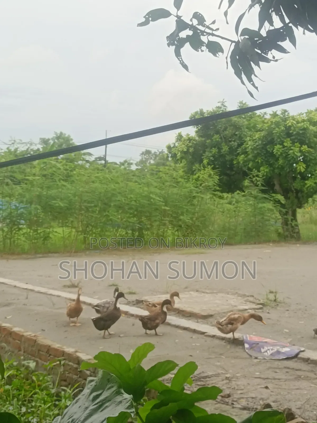 Deshi Duck (Deshi Peci Duck)