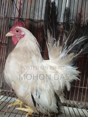 Japanese Bantam Male