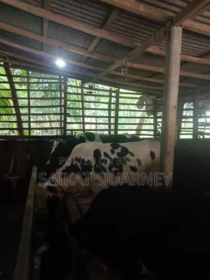 গরুর খামার