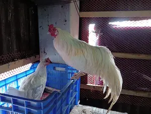 ইউকোহামা বেবি