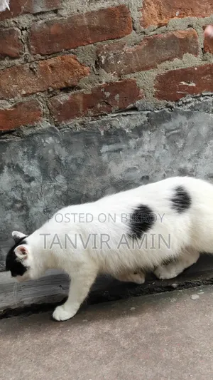 1+ Year Female Mixed Breed Persian