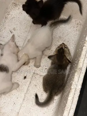 1-3 Months Female Mixed Breed Persian