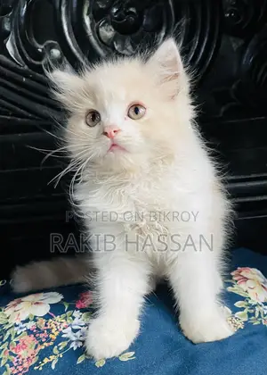 1-3 Months Female Purebred Persian