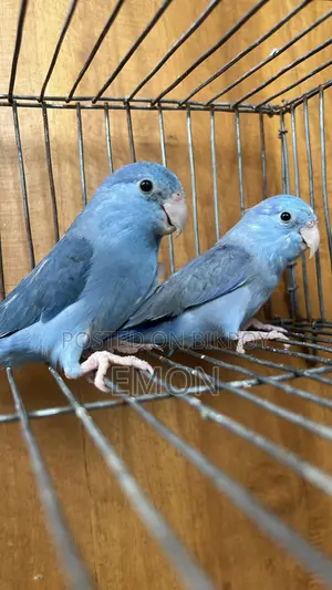 Forpus Pair Avilable