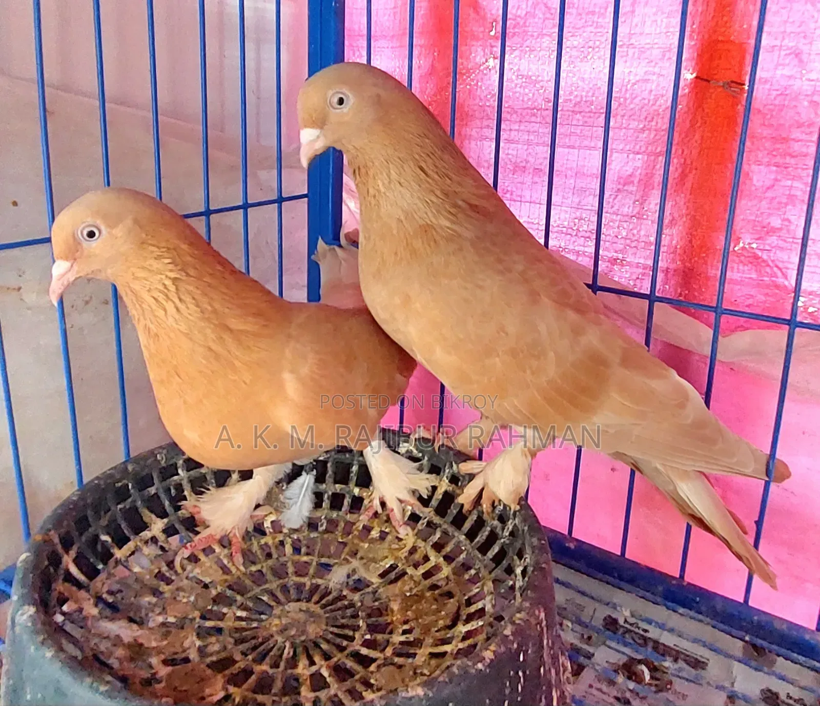 Ghiya Chunni Pigeon (Breeding Pair)