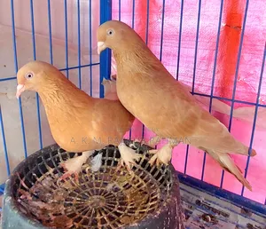 Ghiya Chunni Pigeon (Breeding Pair)