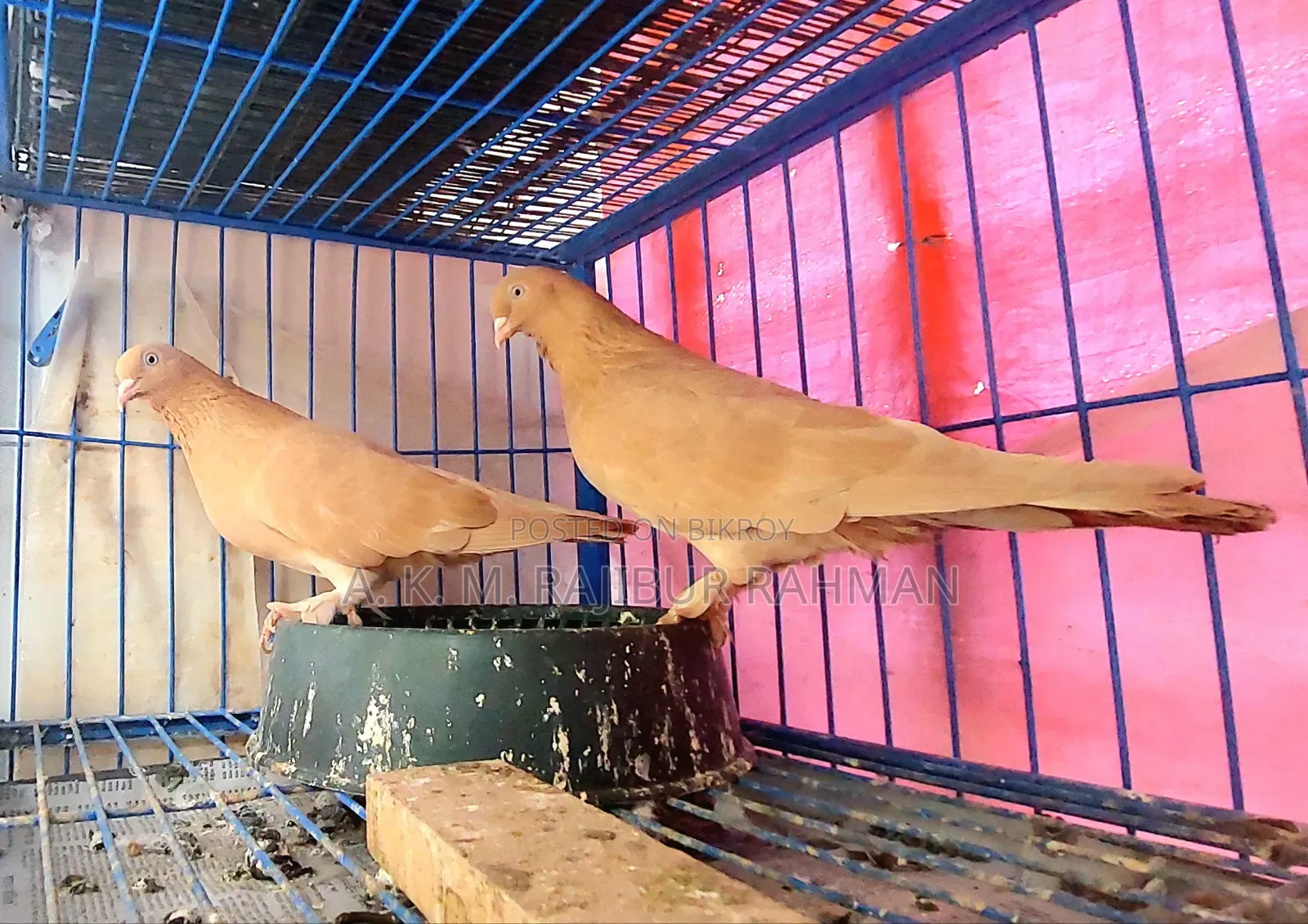 Ghiya Chunni Pigeon (Breeding Pair)