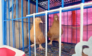 Ghiya Chunni Pigeon (Breeding Pair)