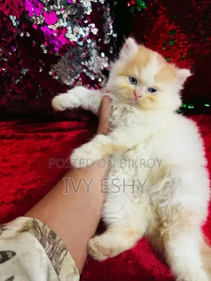 1-3 months Male Purebred Exotic