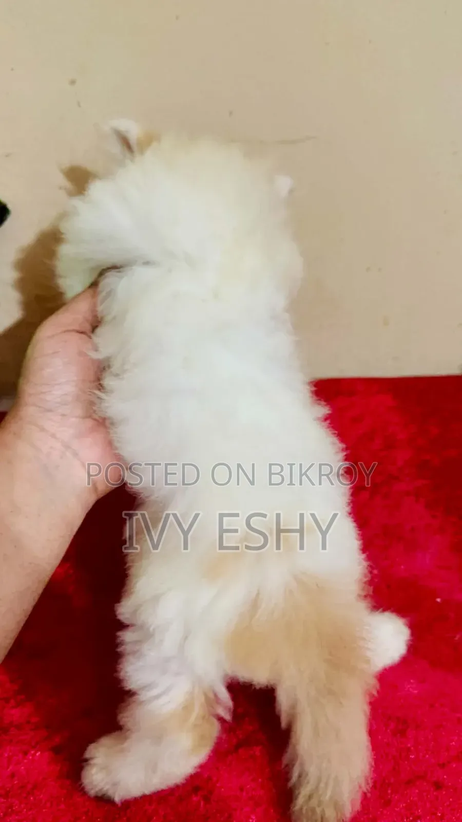 1-3 months Male Purebred Exotic
