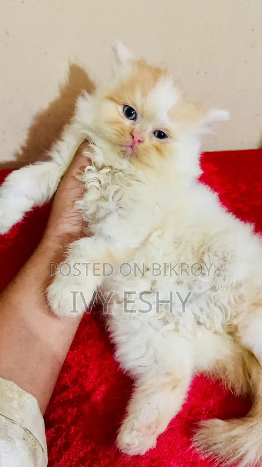 1-3 months Male Purebred Exotic
