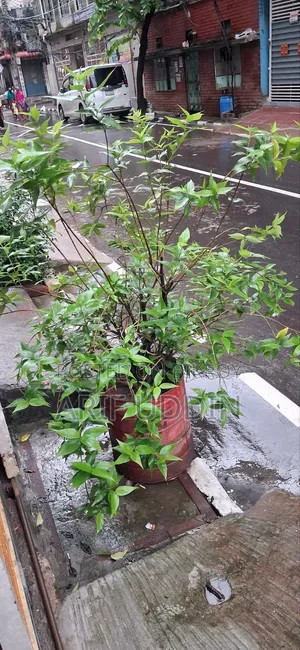 শিউলি ফুল