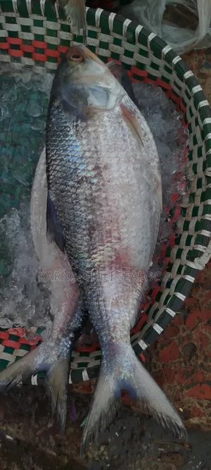 Fresh Sea Hilsa
