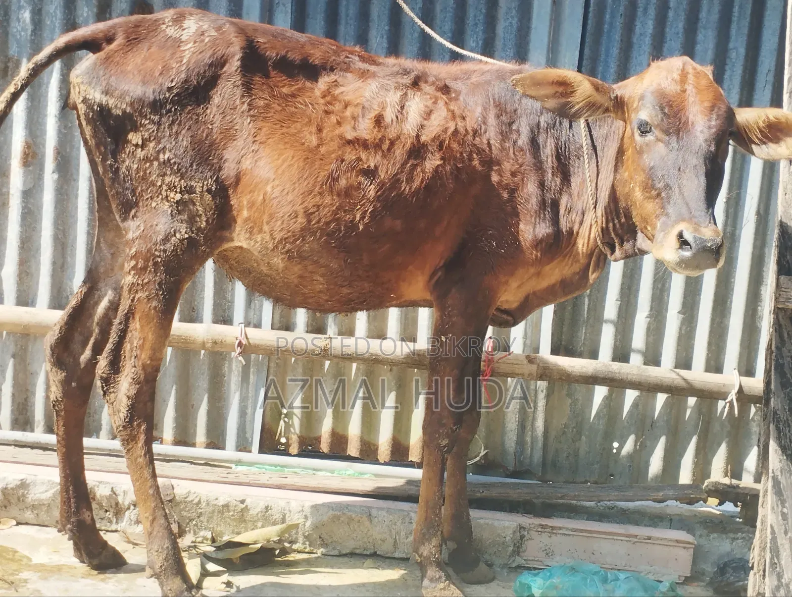 বকনা গরু -