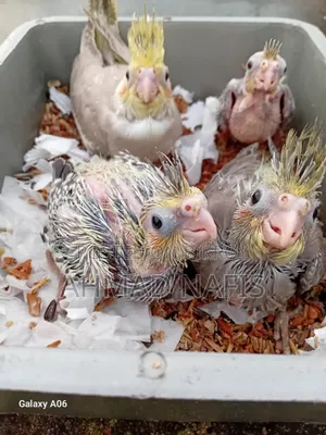 4 Piece Cockatiel Baby