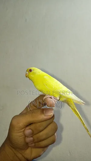 Budgie Bird, Red Eye Lutino Budgie