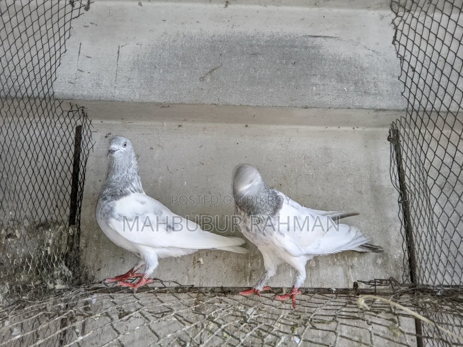 খাকি কবুতর জোড়া