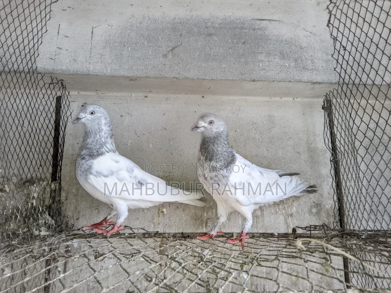খাকি কবুতর জোড়া