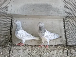 খাকি কবুতর জোড়া