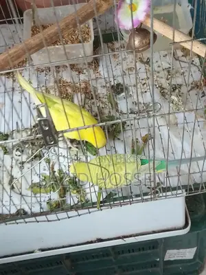 Running Master Pair Budgie
