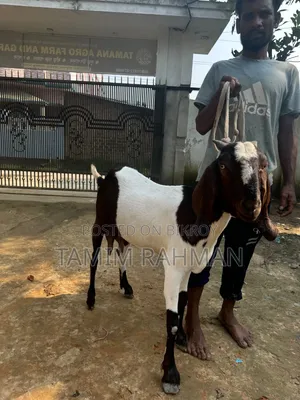 A goat for sale