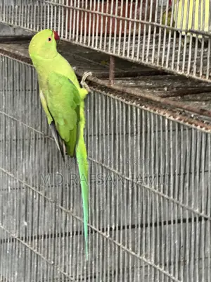 Indian Ringneck Parrot