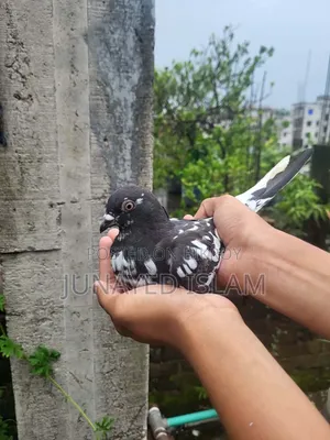 ১ পিস সিঙ্গেল নর। ভালো পুরান জাতের মুসলদোম, ১ টা দম ফাটা।