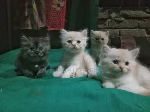 0-1 Month Female Purebred Persian Kitten