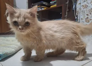 1-3 Months Female Purebred Persian