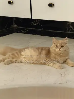 6-12 Months Male Purebred Persian
