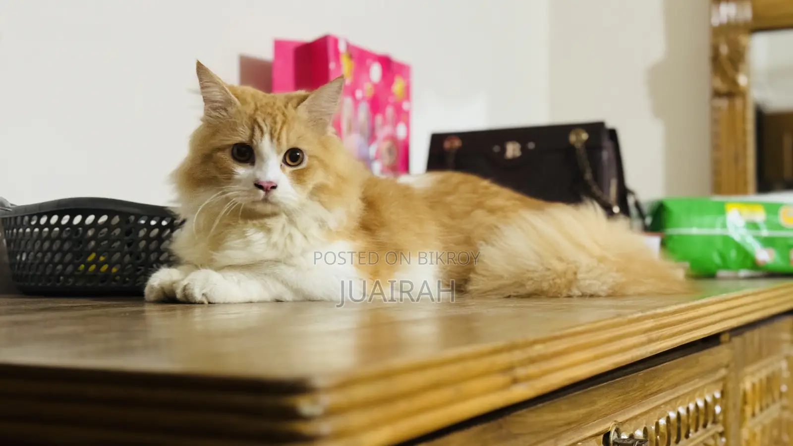 ৩-৬ মাসের পুরুষ খাঁটি পার্সিয়ান বিড়াল
