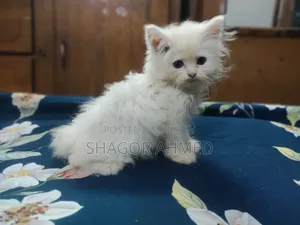 1-3 Months Female Purebred Persian