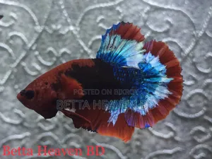 Hellboy FCCP Betta
