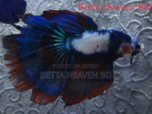 Candy Koi Galaxy Halfmoon Betta