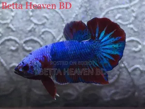 Nemo Koi Galaxy Plakat Betta