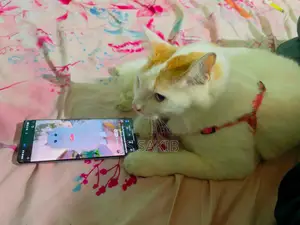 1+ Year Female Mixed Breed Persian