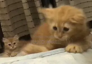 1-3 Months Male Purebred Persian