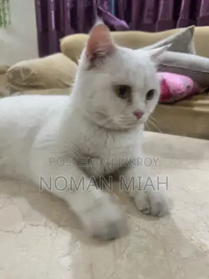 1+ Year Female Mixed Breed Persian