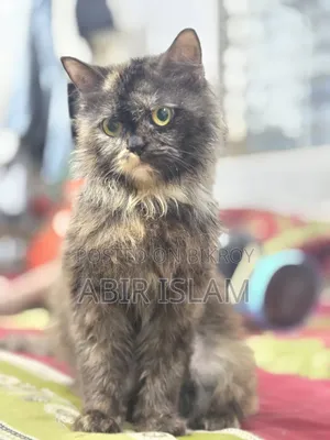 1-3 months Female Purebred Persian