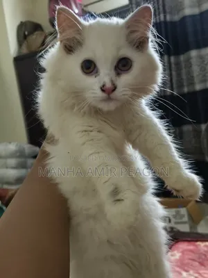 1-3 Months Female Purebred Persian Cat