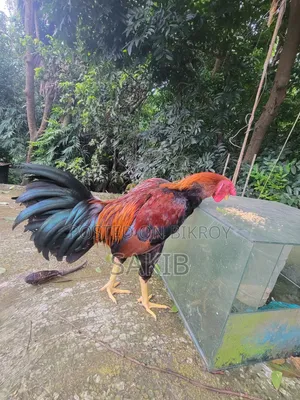 ফাইটার মোরগ