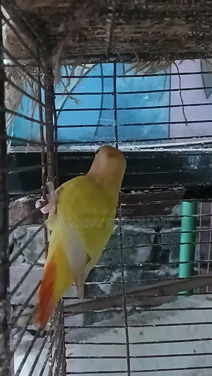 Red Head Love Bird