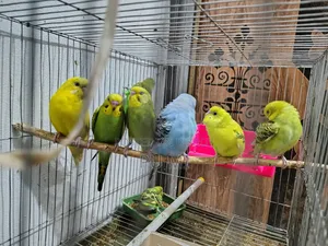 Budgerigar Bird for Sale