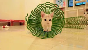Cat Proof Net