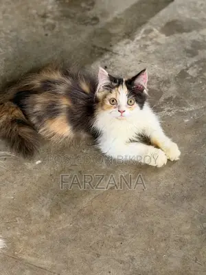 1-3 Months Female Purebred Persian