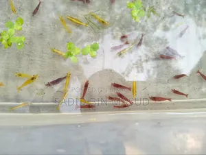 Red Cherry Shrimp