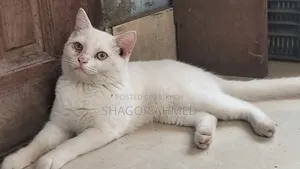 6-12 Months Male Mixed Breed British Shorthair